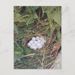 Carte Postale Nid Bobwhite plein d'oeufs