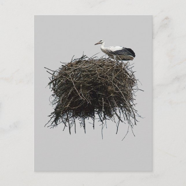 Carte Postale nid de cigogne (Devant)