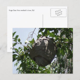 Carte Postale Nid de frelons niché dans un arbre