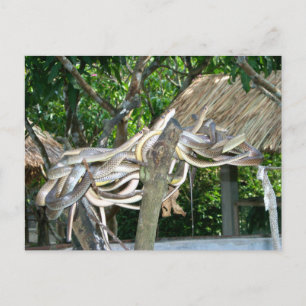 Carte Postale Nid de serpent