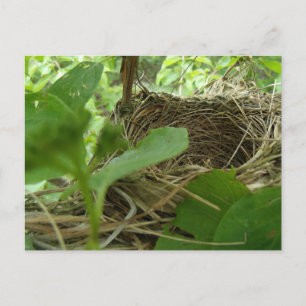 Carte Postale Nid d'oiseau nouvellement construit mais vide dans
