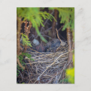 Carte Postale nid d'oiseaux