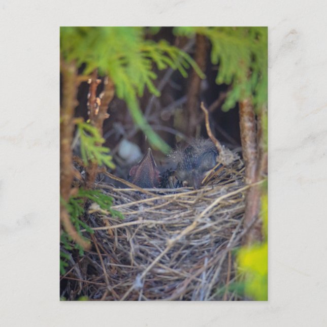 Carte Postale nid d'oiseaux (Devant)