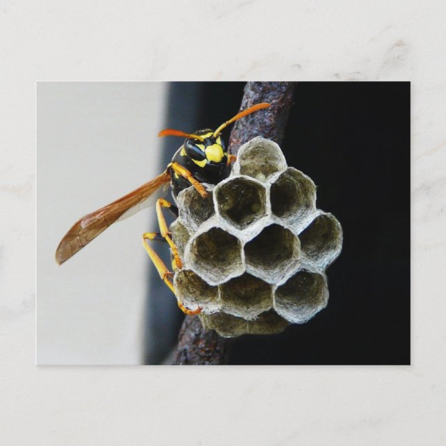 Carte Postale Nid et travailleur de déchets (Devant)