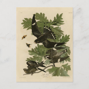 Carte Postale Night Hawk - John James Audubon's Birds of America