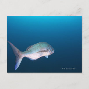 Carte Postale Nishiizumachi, Préfecture de Shizuoka, Japon