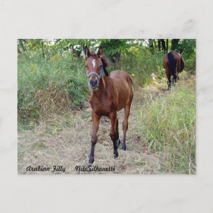 Carte Postale NiteSilhouette