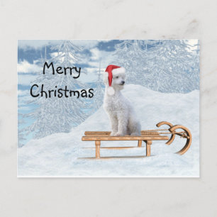 Carte Postale Noël aux canicules blanches