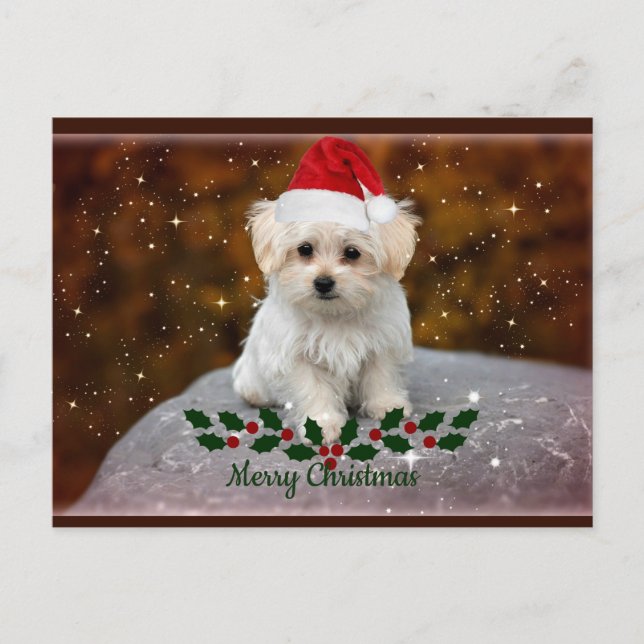 Carte Postale Noël des chiots maltais (Devant)