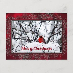 Carte Postale Noël photo cardinal Redbird