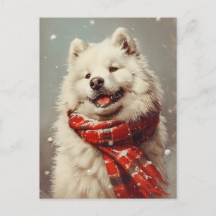Carte Postale Noël Samoyé