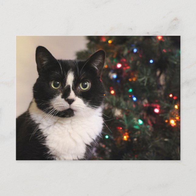 Carte postale Noël Tuxedo (Devant)