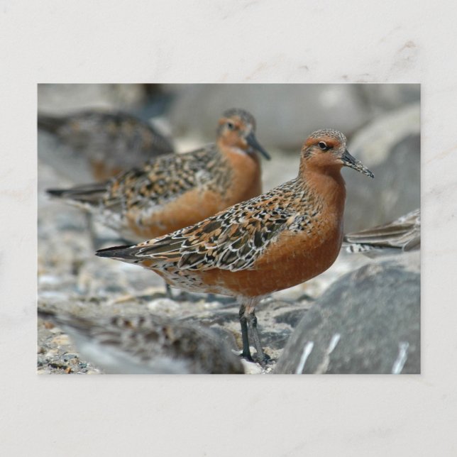 Carte Postale Noeud rouge (Devant)