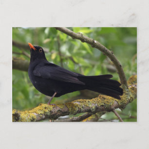 Carte Postale Noir
