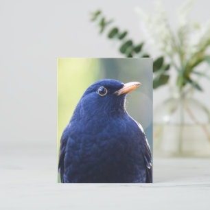 Carte Postale Noir
