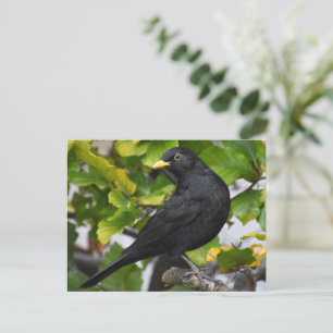 Carte Postale Noir
