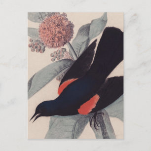 Carte Postale Noir à ailes rouges par John James Audubon