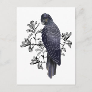 Carte Postale Noir Australien Noir Cockatoo