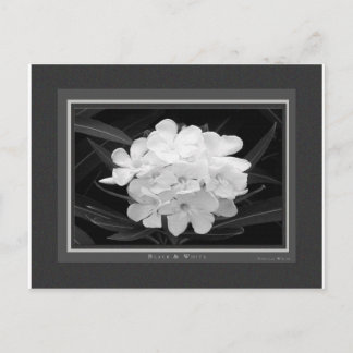 Carte Postale Noir & Blanc