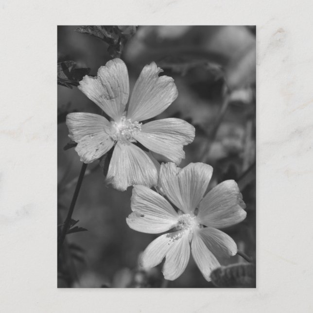 Carte Postale Noir & Blanc (Devant)