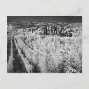 Carte Postale Noir & Blanc de vignobles, Montepulciano, Italie