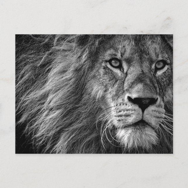 Carte Postale Noir et blanc de lion (Devant)