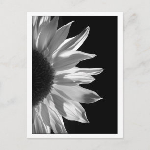Carte Postale Noir et blanc de tournesol