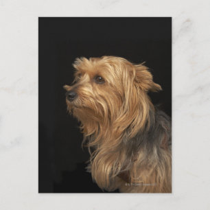 Carte Postale Noir et brun Yorkie profil gauche sur noir