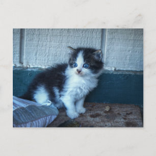 Carte Postale Noir + Kitten blanc