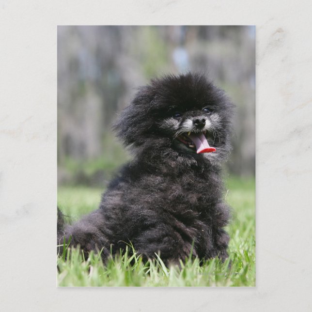Carte Postale Noir Pomeranian (Devant)