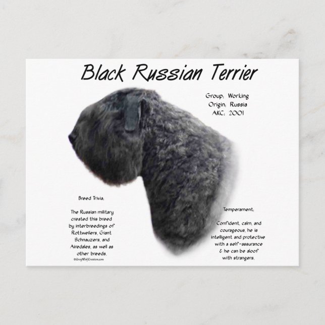 Carte Postale Noir Russe Terrier (Devant)