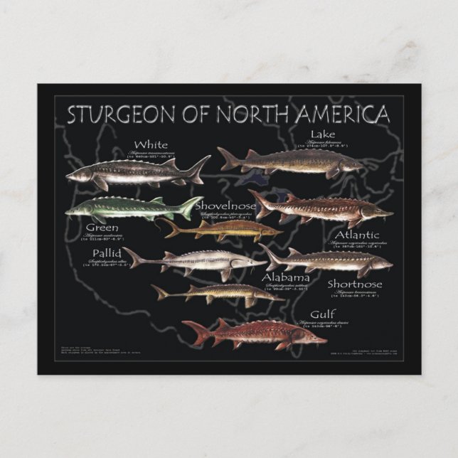 Carte postale noire de l'esturgeon nord-américain (Devant)