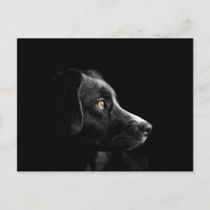 carte postale noire labrador