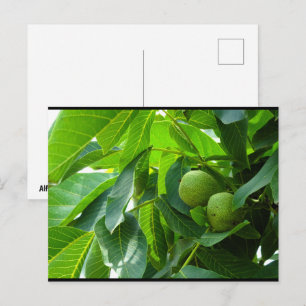 Carte Postale Noix dans un feuillage vert éclairé