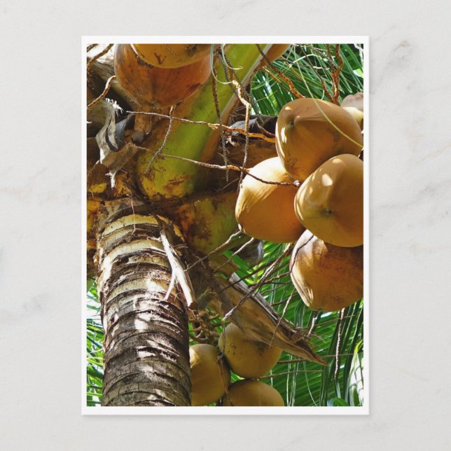 Carte Postale Noix de coco poussant dans le cocotier (Devant)