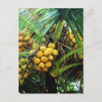 noix de coco sur l'arbre