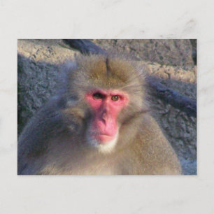 Carte Postale Non Amusé