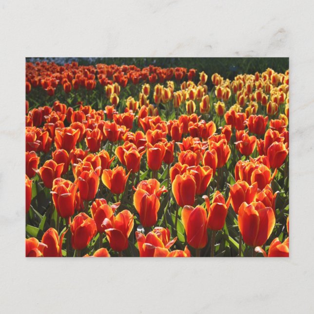 Carte Postale non défini (Devant)