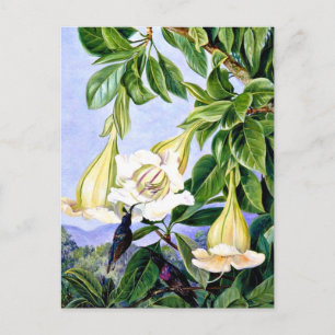 Carte Postale Nord - Foliage et Fleurs d'un Américain tropical