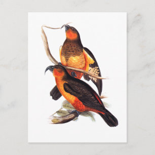 Carte Postale Norfolk Island Kaka