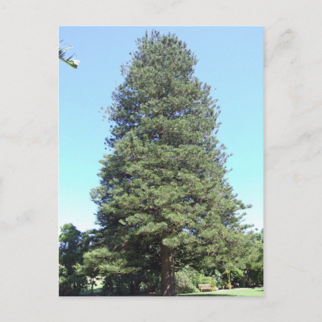 Carte postale Norfolk Island Pine (Devant)