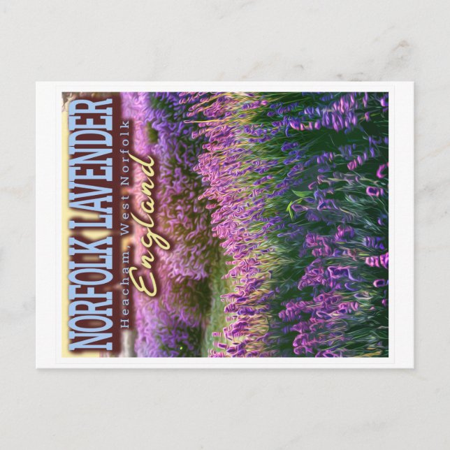CARTE POSTALE NORFOLK LAVENDER - LAVENDER FIELD NORFOLK ANGLETER (Devant)