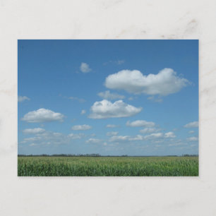 Carte Postale North Dakota Corn Field