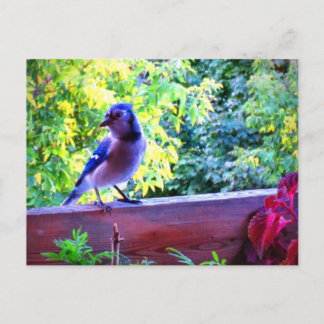 Carte Postale Northern Blue Jay Perching Birds Canada (Devant)