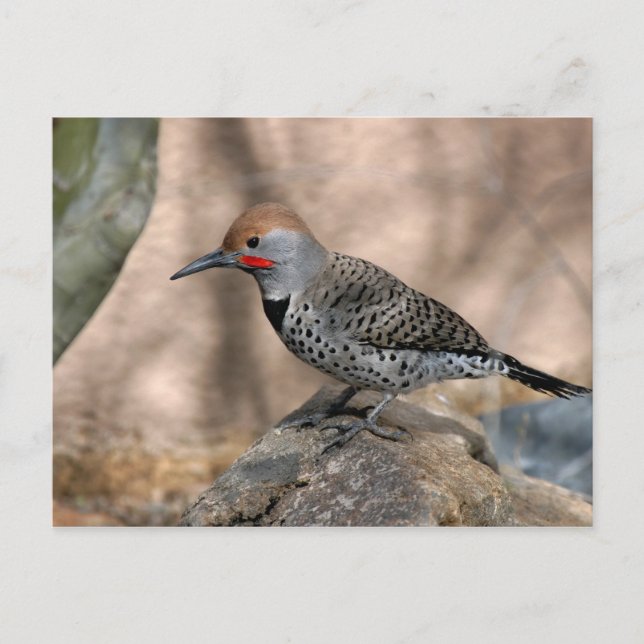 Carte postale : Northern Flicker (Devant)