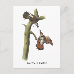 Carte Postale Northern Flicker, John Audubon