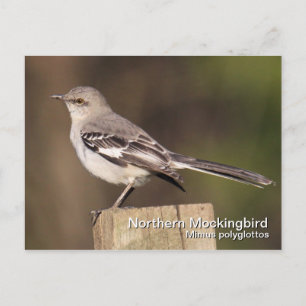 Carte postale Northern Mockbird