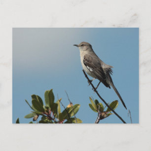 Carte postale Northern Mockbird