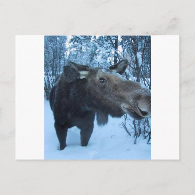 CARTE POSTALE NORTHERN MOOSE (Devant)