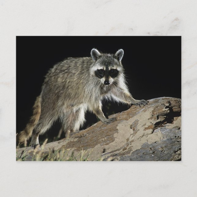 Carte Postale Northern Raccoon, lotor de Procyon (Devant)